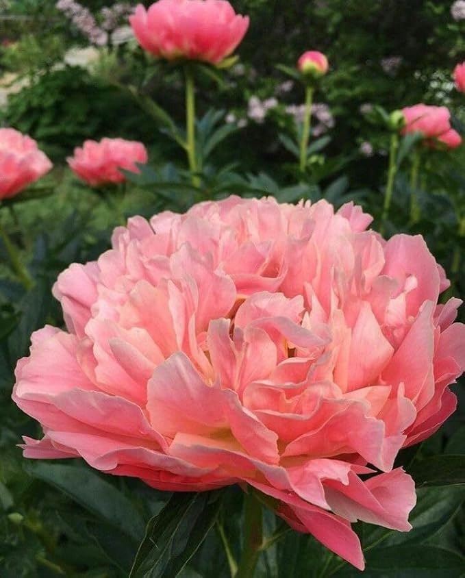 Ritz Farming® Peony Double Imported Flower Seeds 