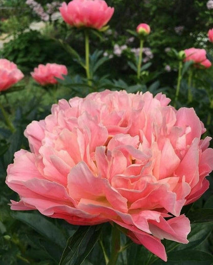 Ritz Farming® Peony Double Imported Flower Seeds 