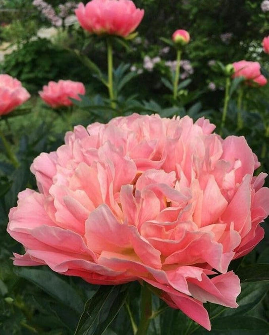 Ritz Farming® Peony Double Imported Flower Seeds 