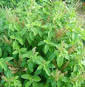 Rama & Shyama Tulsi Seeds For Planting 