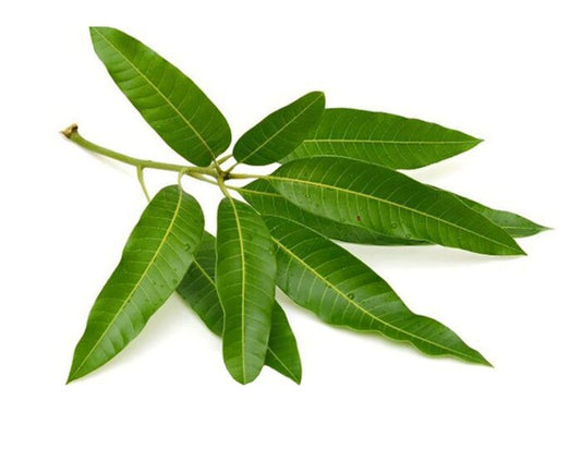 Mango Leaves for Pooja | Aam Patte For Pooja