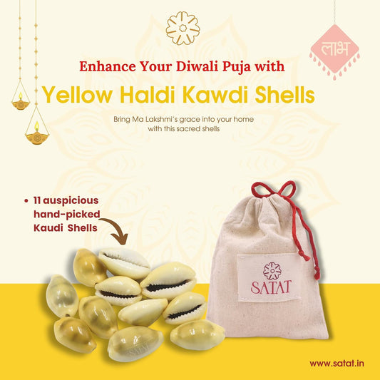 SATAT Natural Yellow Peeli Kaudi Cowrie Shells Pack of 11 for Lakshmi Pooja