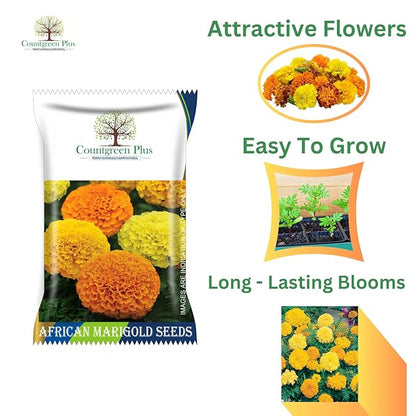 Countgreen Plus African Marigold Seeds