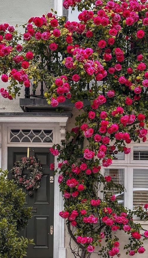 Radha Krishna Climbing Rose 