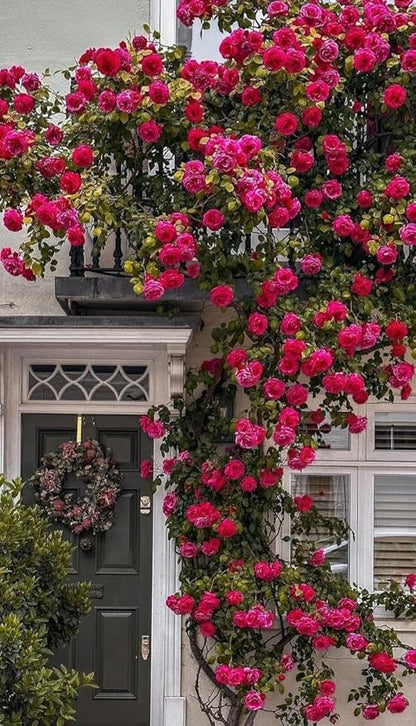 Radha Krishna Climbing Rose 