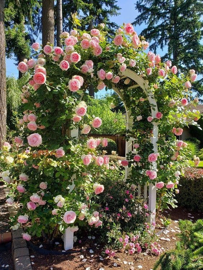Radha Krishna Climbing Rose 