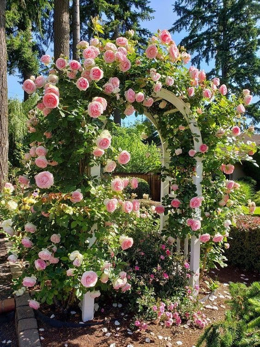 Radha Krishna Climbing Rose 