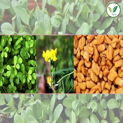 Agri Farm Iagrifarm Fenugreek (Methi) Cultivation Seeds