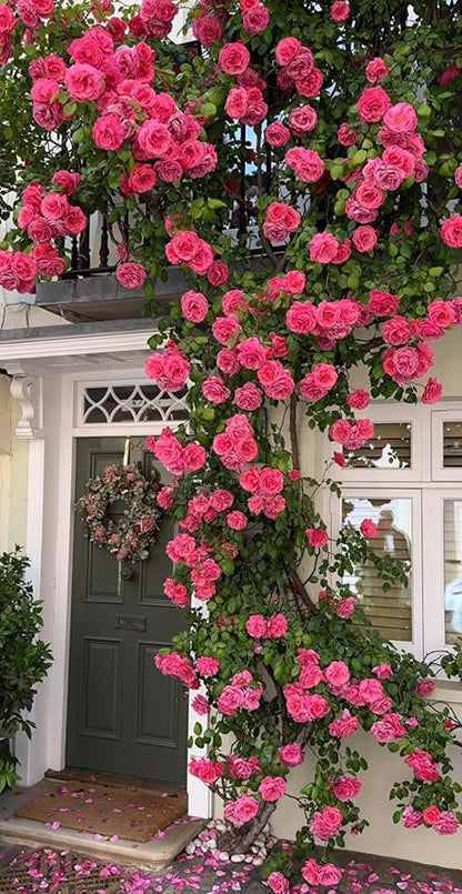 Radha Krishna Climbing Rose 