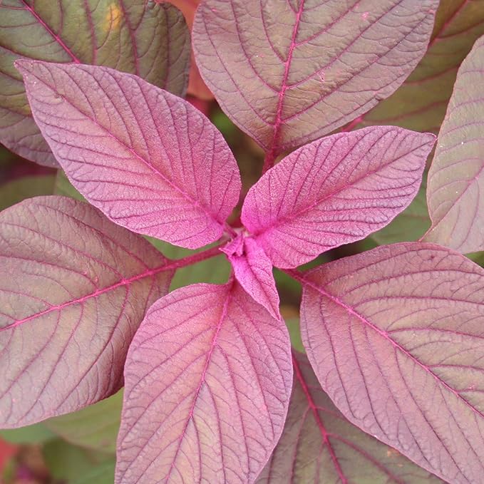 AllThatGrows Red Amaranthus Seeds 