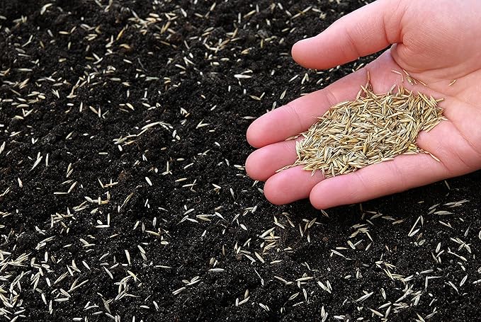Navika Original And Pure Bermuda Grass Seeds