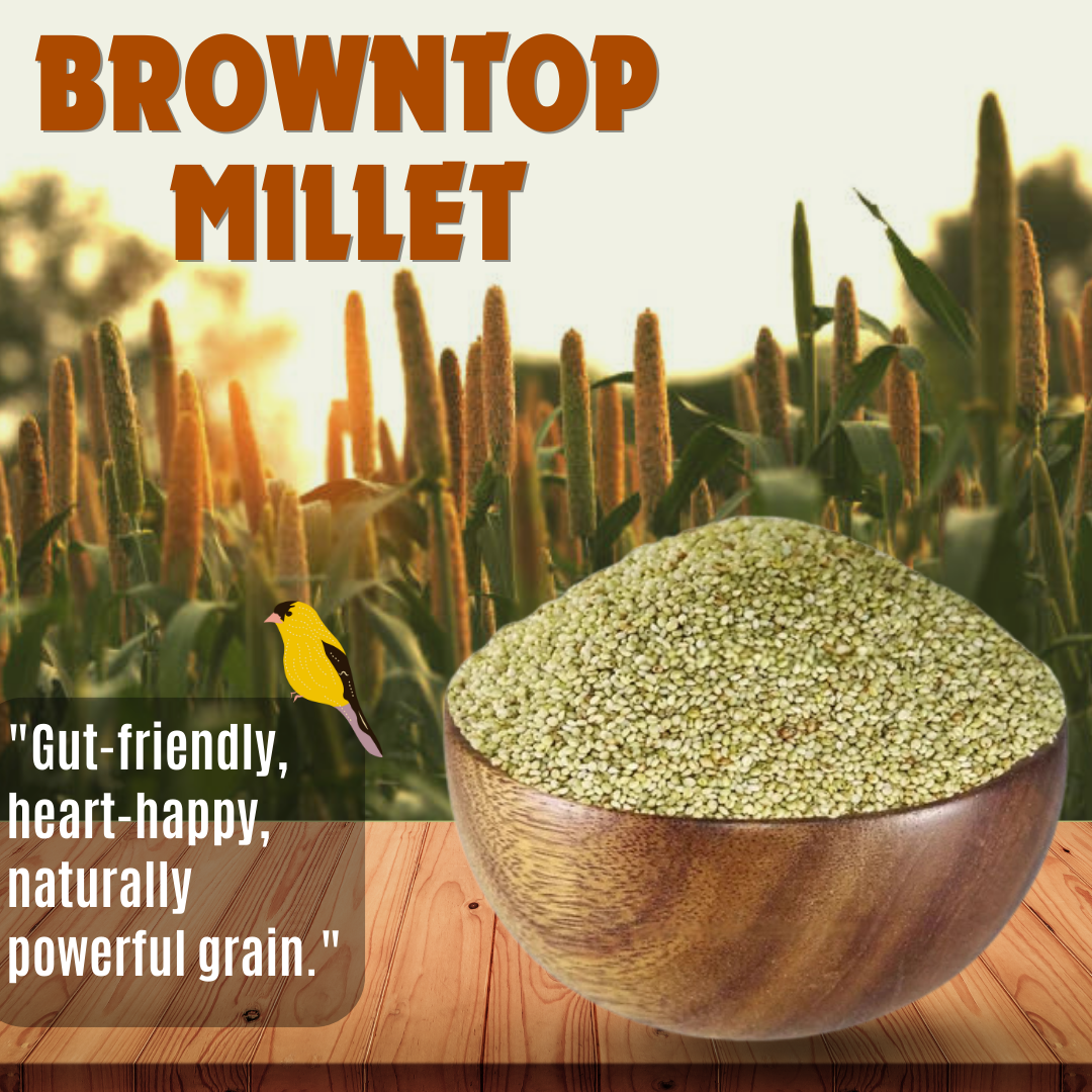 Millet Mania Browntop Millet