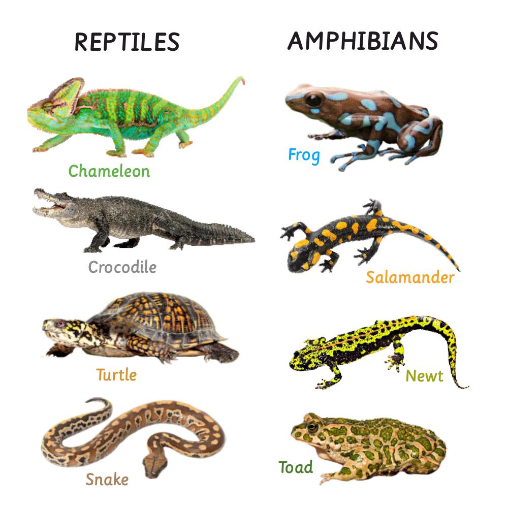 Ariro Toys Ariro Rotating Puzzle | Classification of Animals