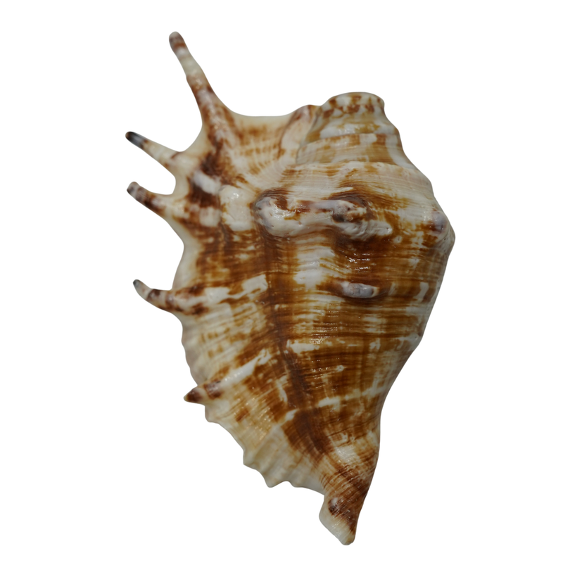 Panchmukhi-Shankh-for-Worship-&-Vastu-Use