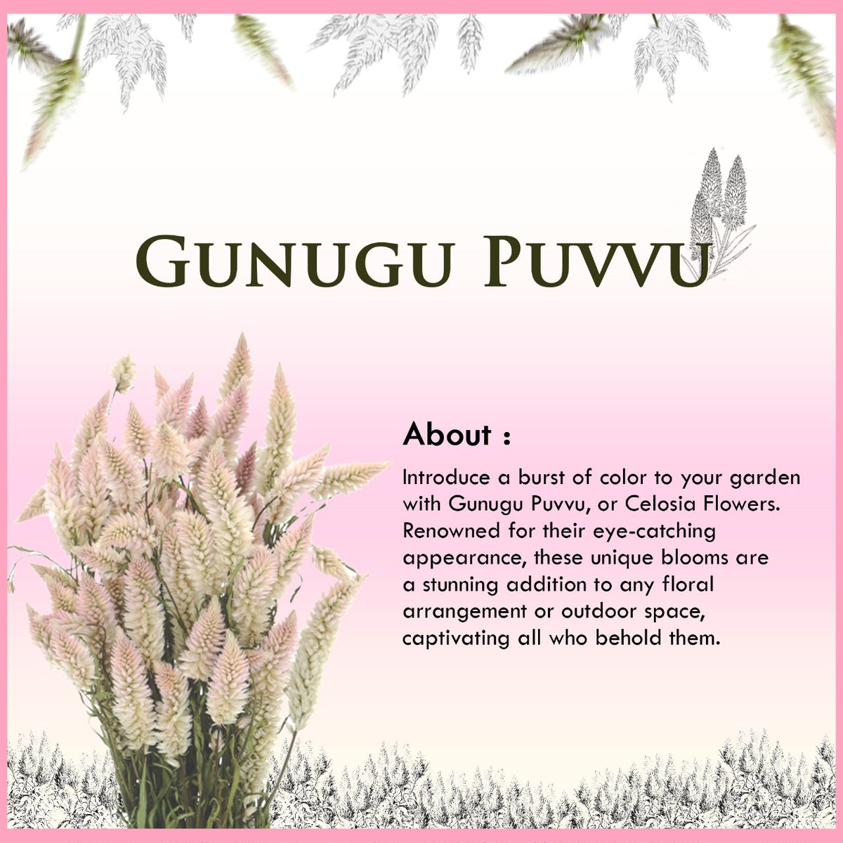 About Gunugu Puvvu | Celosia Flowers