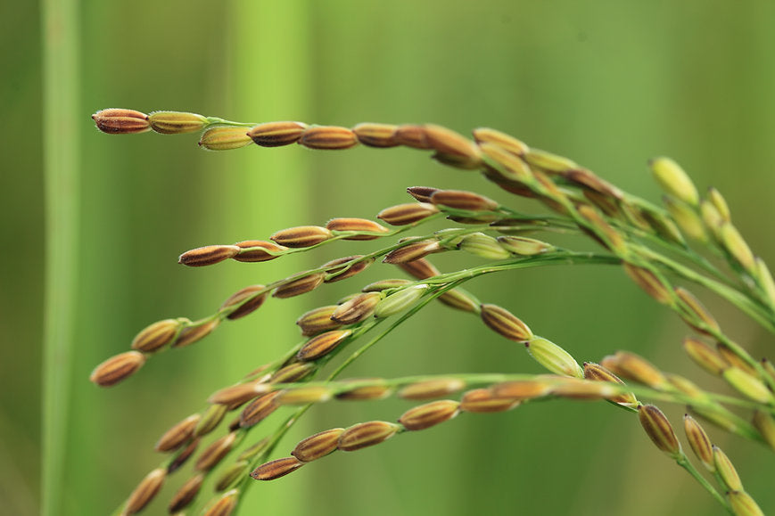 Sempulam Sustainable Solution - Pisini Rice - PUSHMYCART