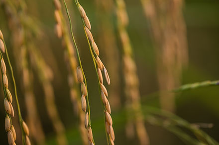 Tanjai Organic - Thooyamalli Rice Boiled Rice - PUSHMYCART
