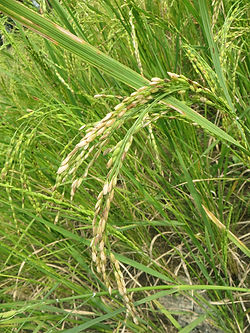 Sempulam Sustainable Solution - Mullan Kaima Rice - PUSHMYCART