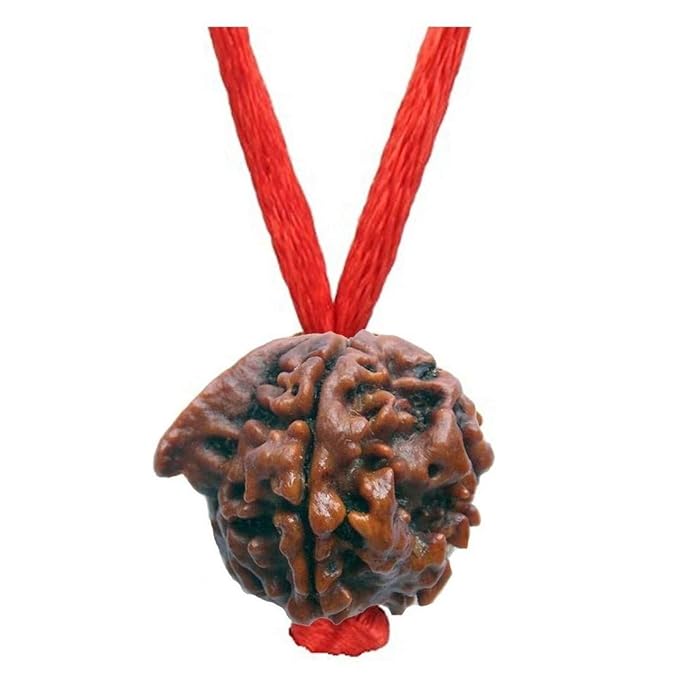 Natural Certified Nepali Rudraksha (Pack of 1) - PUSHMYCART