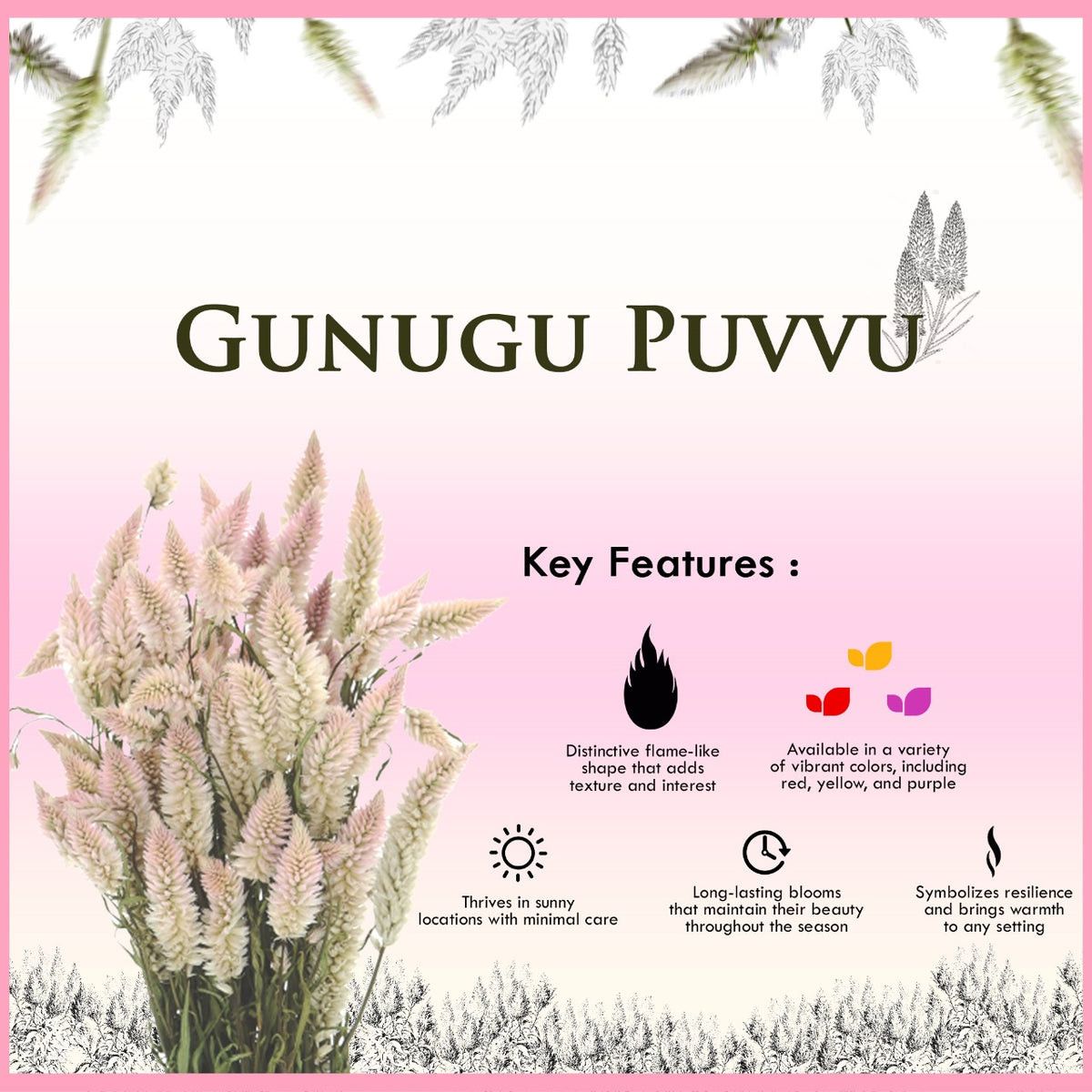 features of Gunugu Puvvu | Celosia Flowers