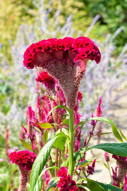 Red celosia flowers in bloom