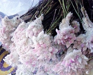 Ugu Puvvu Celosia Flowers 10