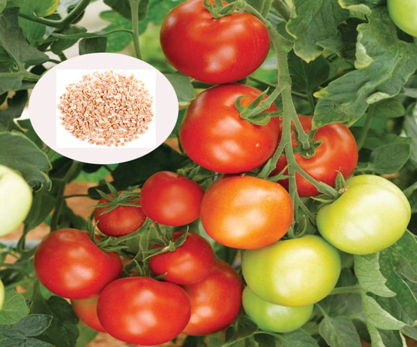 Tomato Seeds - PUSHMYCART
