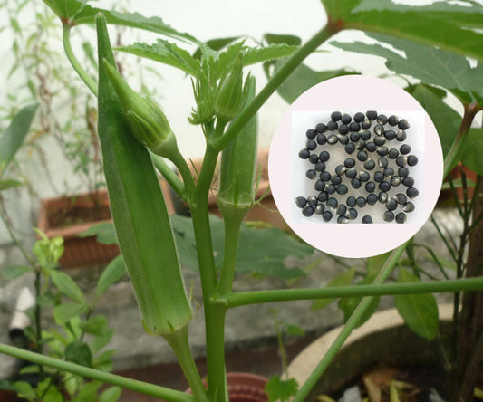 Indian Okra Seeds - PUSHMYCART