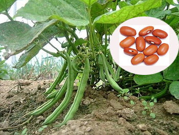 Indian Bean Seeds - PUSHMYCART