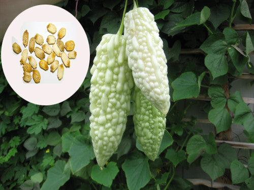 Bitter Gourd Seeds - PUSHMYCART
