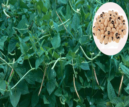 Black Eyed Pea Seeds - PUSHMYCART