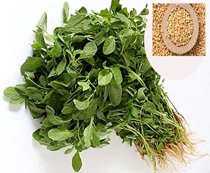 Amaranthus Seeds - PUSHMYCART
