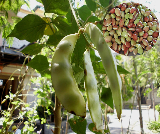 Kidney Bean Seeds - PUSHMYCART
