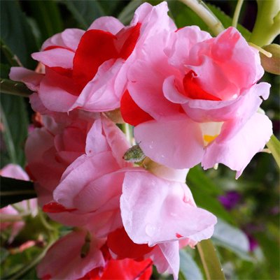 Omaxe Balsam Rosemarie Seeds - PUSHMYCART