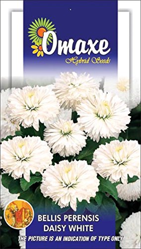 Omaxe Bellis Perensis Daisy White Seeds - PUSHMYCART