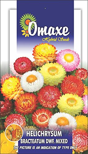 helichrysum flower seeds Omaxe Helichrysum Dwf Mixed Flower Seeds