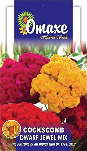 Omaxe Cockscomb Dwarf Mixed Seeds- 2 Packets - PUSHMYCART