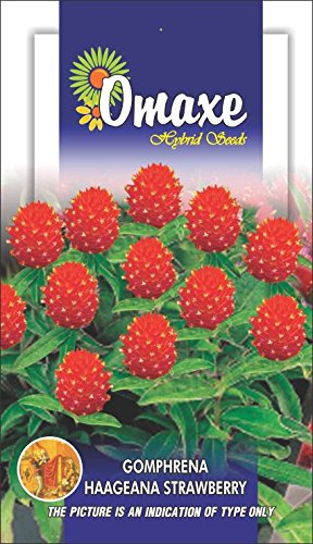 Omaxe Strawberry Alpine Fragaria Seeds - PUSHMYCART