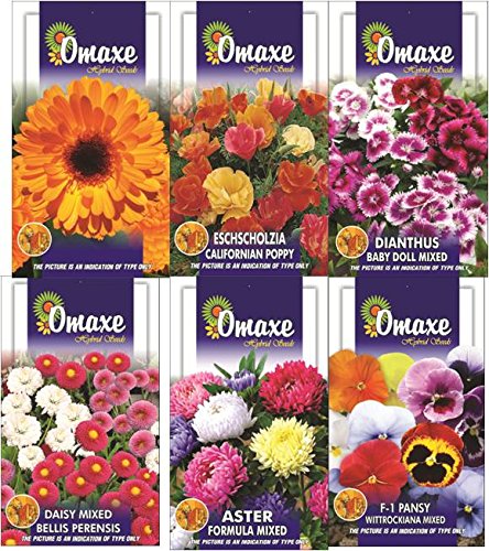 winter flower seeds Omaxe Winter Flower Collection Seeds