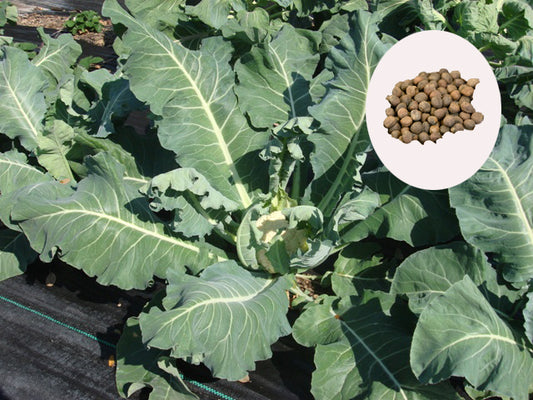 Indian Cauliflower Seeds - PUSHMYCART