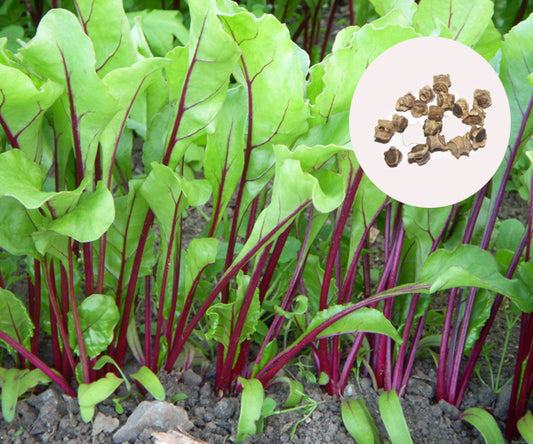 Beetroot Seeds - PUSHMYCART