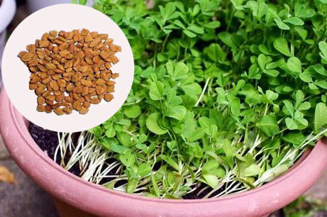 buy fenugreek seeds to plant Fenugreek Seeds