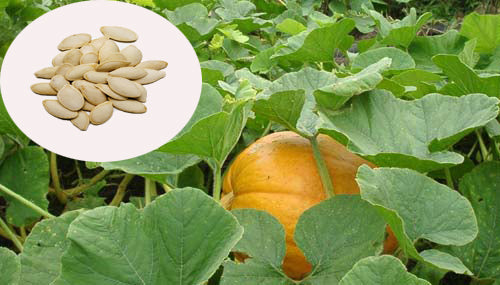 Indian Pumpkin Seeds - PUSHMYCART