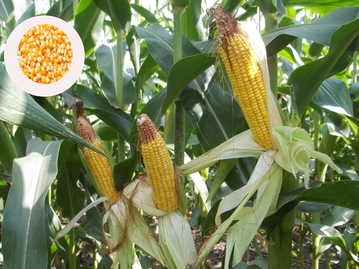 Indian Corn Seeds - PUSHMYCART