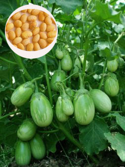 Indian Green Eggplant Brinjal Seeds - PUSHMYCART