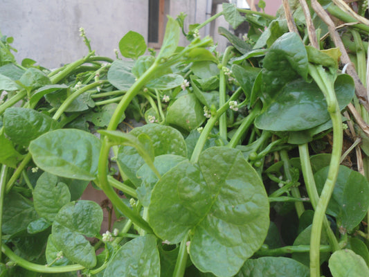 Malabar Spinach Seeds - PUSHMYCART
