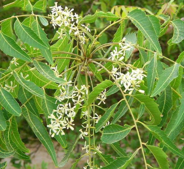 Dried Neem Flower