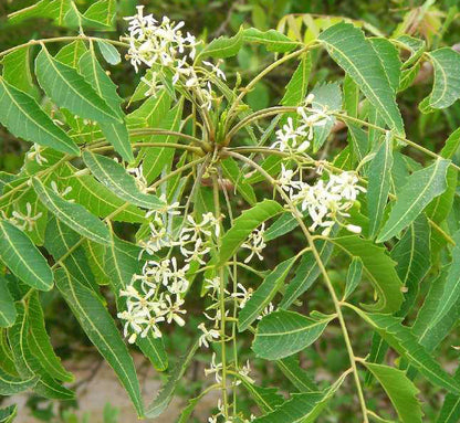 Dried Neem Flower