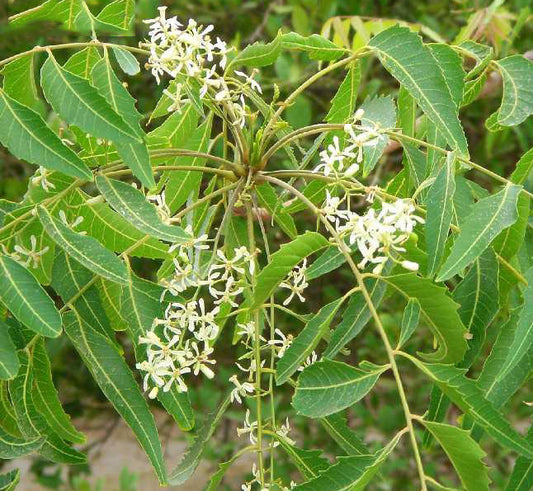 Dried Neem Flower