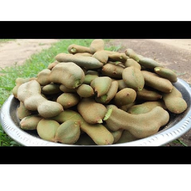 Buy online Fresh Raw Green Tamarind 1 lb – PUSHMYCART